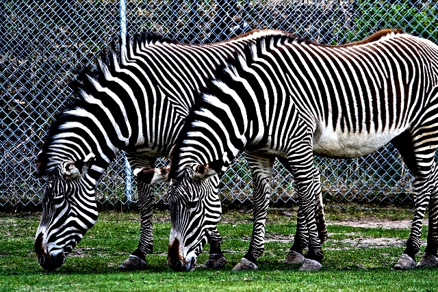 Gej zebre
