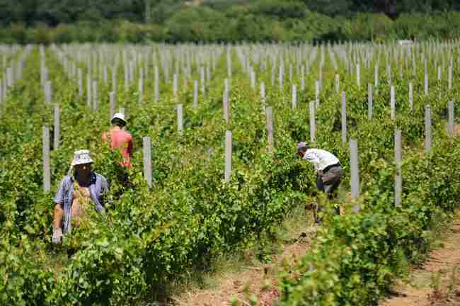Radovi u vinogradima Agrokoopa ove godine su kasnili zbog finansijskih problema 