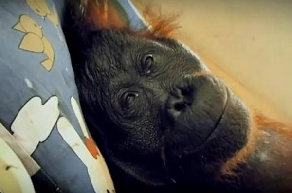 Potresan dokumentarac o ženki orangutana koja je uginula kad su joj spalili prašumu 