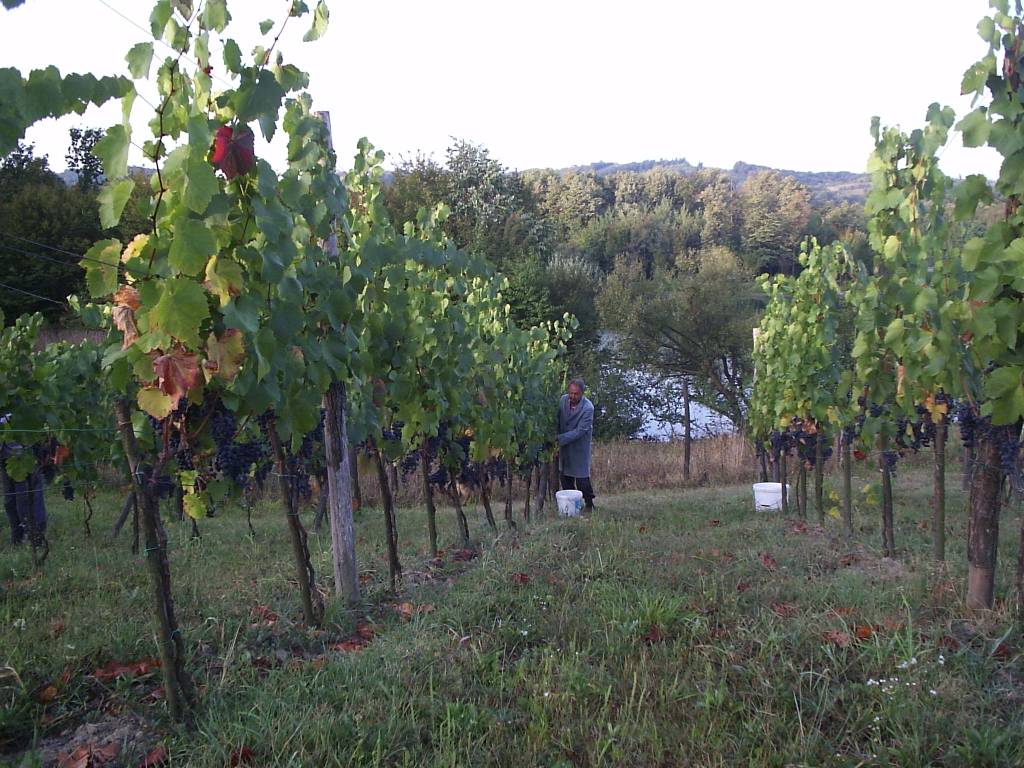 vinograd