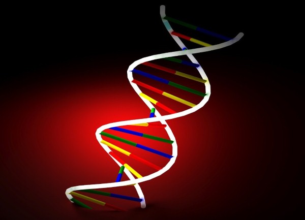 DNA i RNA
