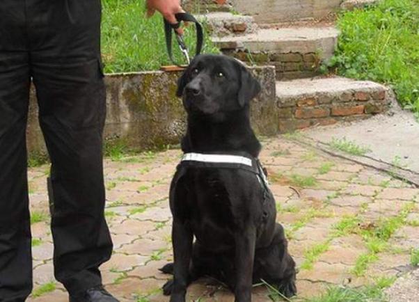 cuko droga