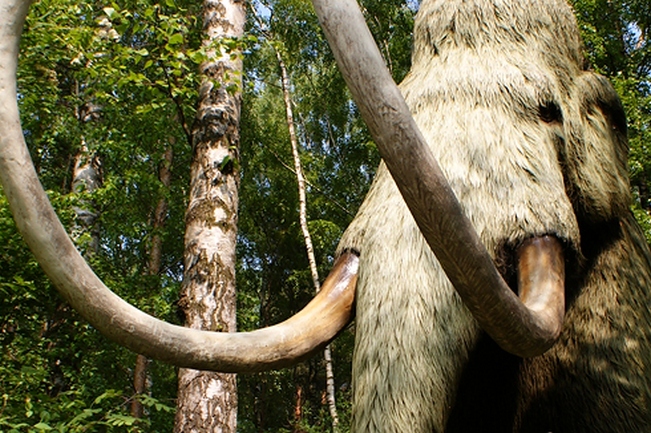 mamut 1