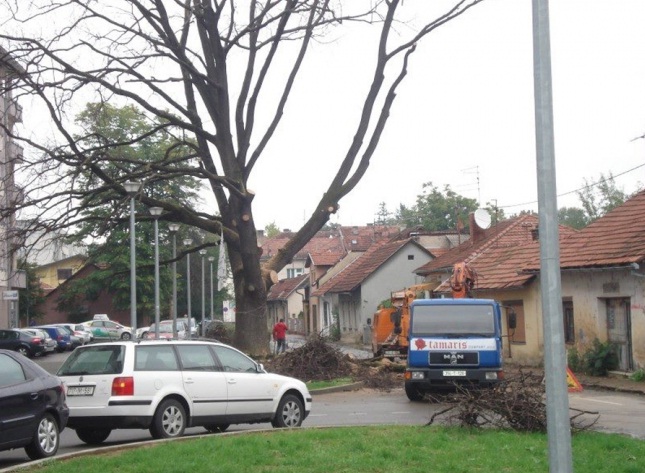 rušenje starog hrasta u Banjaluci