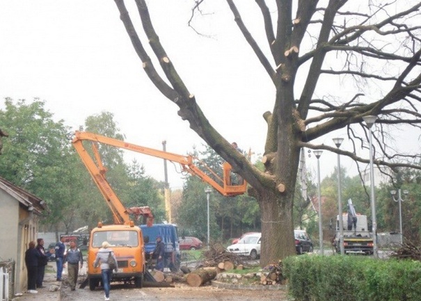 rušenje starog hrasta u Banjaluci