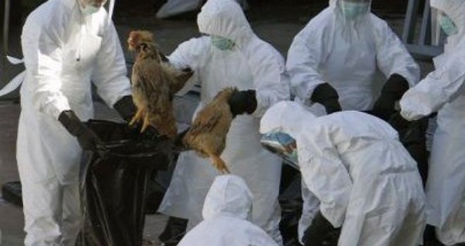 Novi soj ptičje gripe stigao u Evropu!