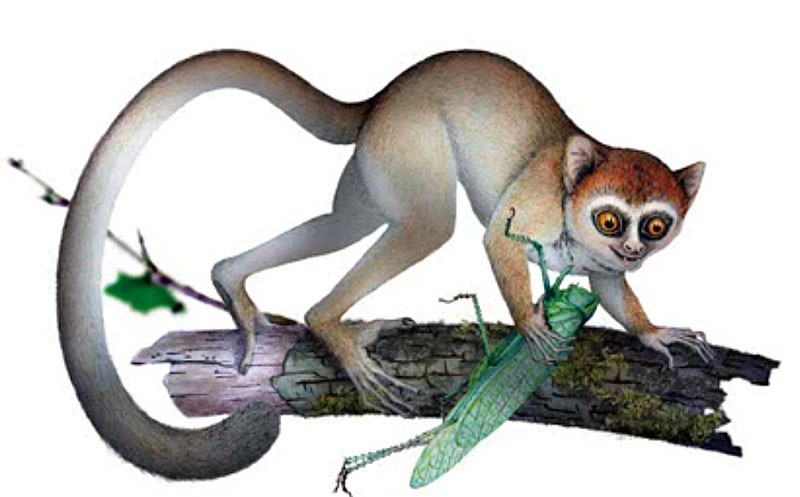 Archicebus achilles