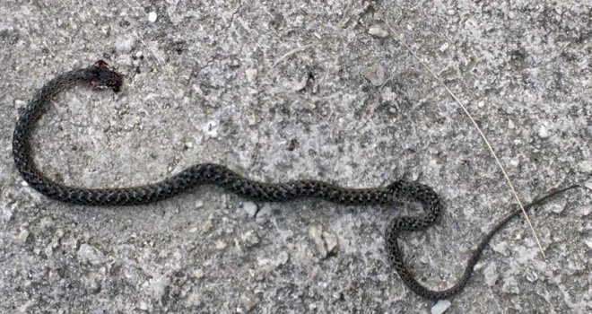 Zmije uznemirile Sarajlije: Žale se da ih je puno na Grbavici, Marijin Dvoru, Otoci...