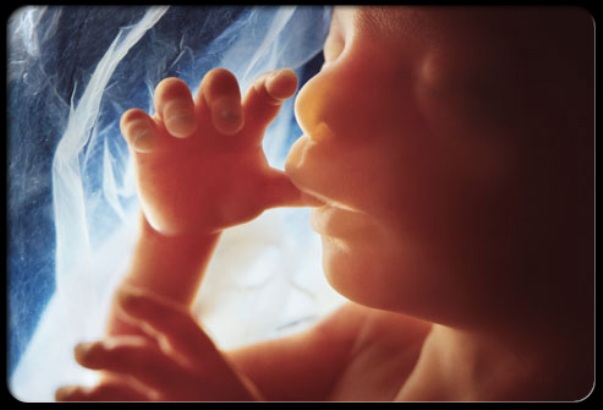 fetus nova