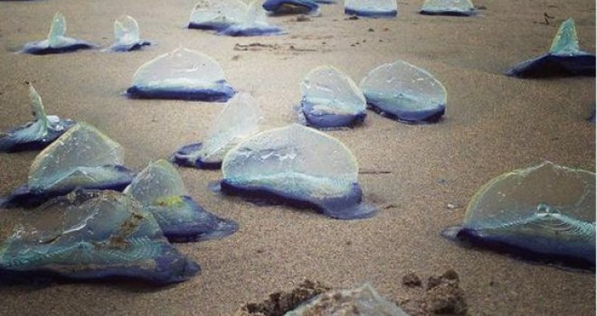 Predivna neobična bića prekrila plaže Californije
