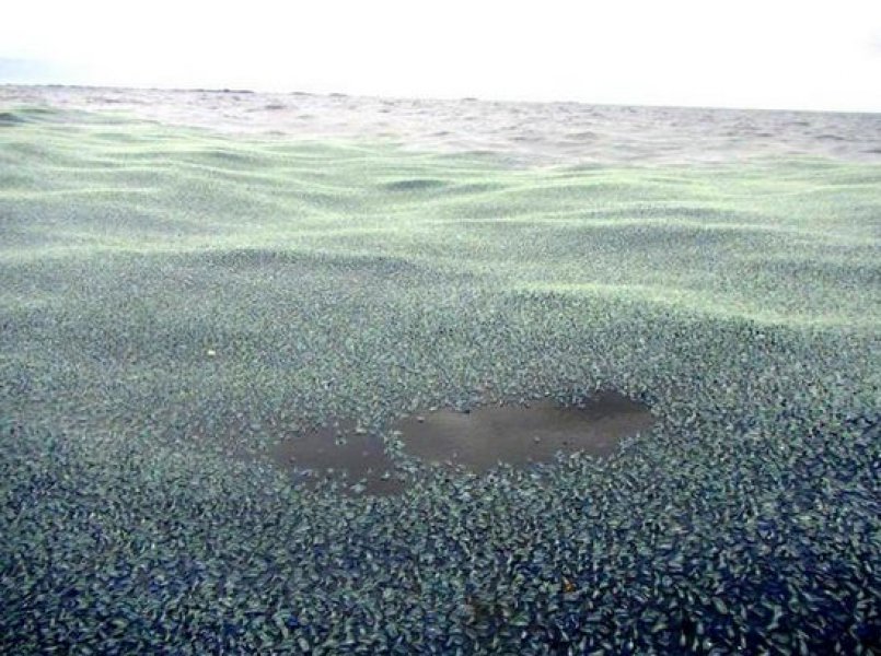velella-velella-1