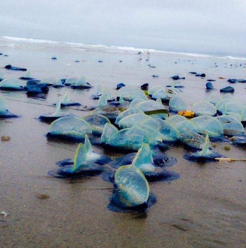 velella-velella-2