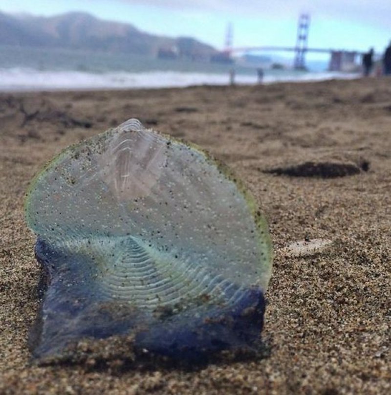 velella-velella-3