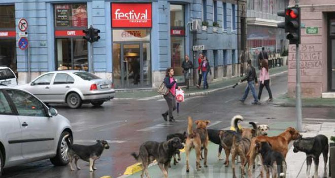 Higijenski servis počinje s radom: Do 2017. na ulicama Sarajeva neće biti pasa lutalica!