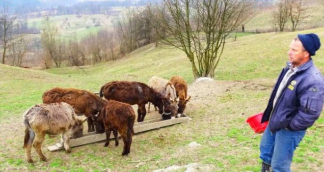 Farmer za vrijeme mužnje kravama pušta narodnu muziku, a one daju mlijeko u hektolitrima