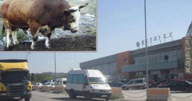 Bik mesarima pobjegao iz klaonice, pa krenuo prema tržnom centru, ali...