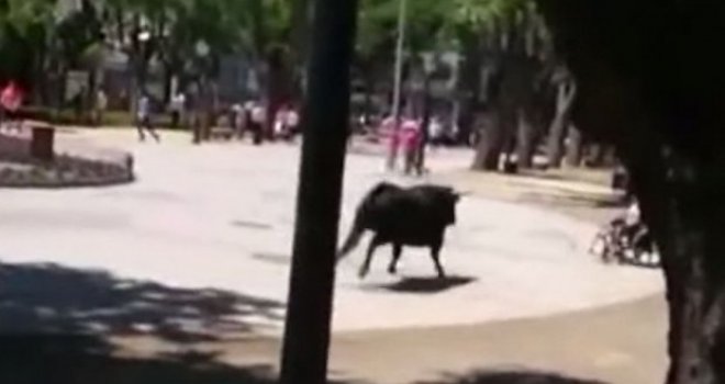Bik nasrnuo na djevojčicu u invalidskim kolicima, a onda je ona prohodala!