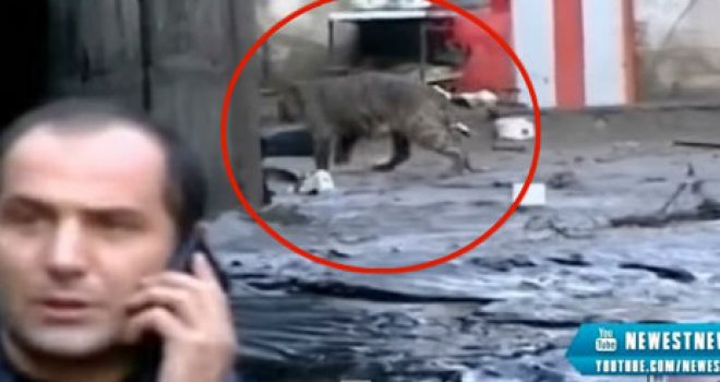 Panika u Tbilisiju: Poplave oštetile ogradu na zoološkom vrtu, gradom šetaju lavovi, tigrovi, medvjedi i vukovi