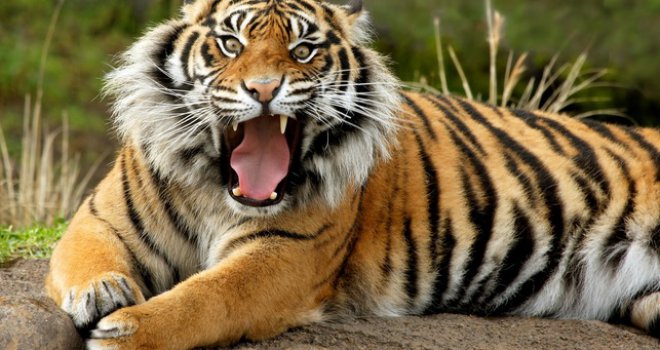 Užas u Gruziji: Odbjegli tigar ubio čovjeka u centru Tbilisija!
