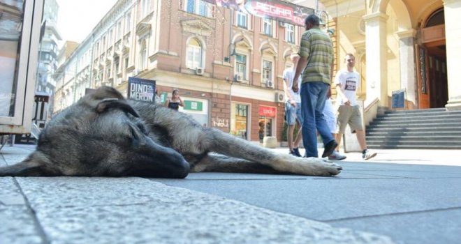 Visoke temperature opasne i za životinje, a psi su najugroženiji