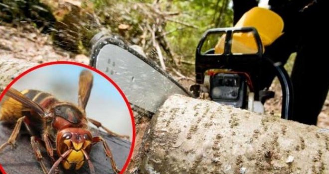 33-godišnjaka ubo stršljen, umro u kratkom roku: Nije pomoglo ni umjetno disanje ni masaža srca