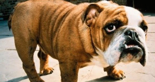 K'o veliki: Neustrašivi francuski buldog najurio dva medvjeda koja su tumarala dvorištem!