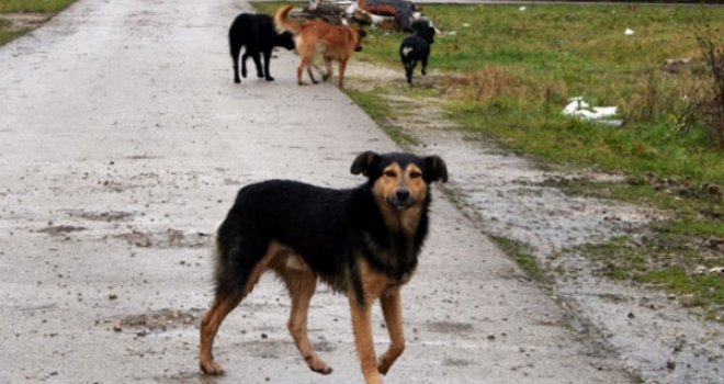 Ovakav prekršajni nalog još niste vidjeli: Lutalici rekao 'bježi cuko', pa ga policija kaznila sa 200 KM 