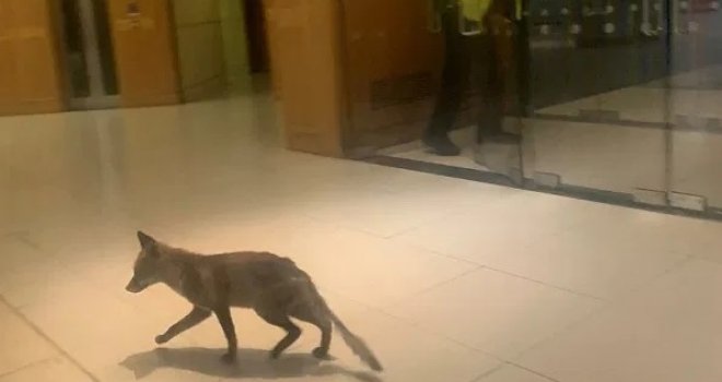 Nakon Brexita opet drama u britanskom parlamentu: Lisica ušetala u zgradu skupštine