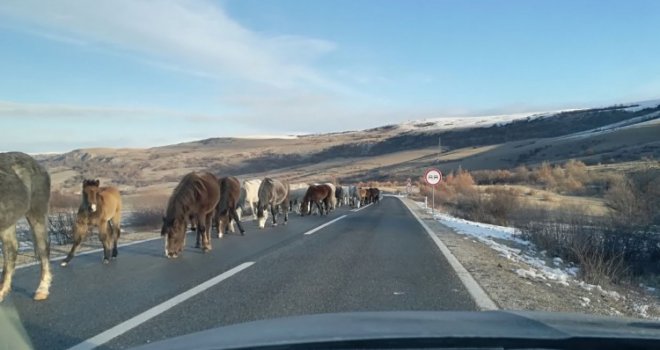 Upozorenje vozačima: Divlji konji izlaze na cestu na prijevoju Borova Glava