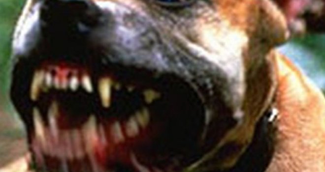 Američki staford napao dijete u Banjaluci: Zgradom odjekivao vrisak, vlasnica JEDVA odvojila psa od nesretne djevojčice