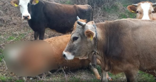 Užas u BiH: Medvjed rastrgao kravu usred dana