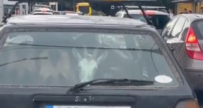 Prizor u centru Sarajeva: Četiri koze nagurane u Golfu, na zadnjem sjedišu automobila!